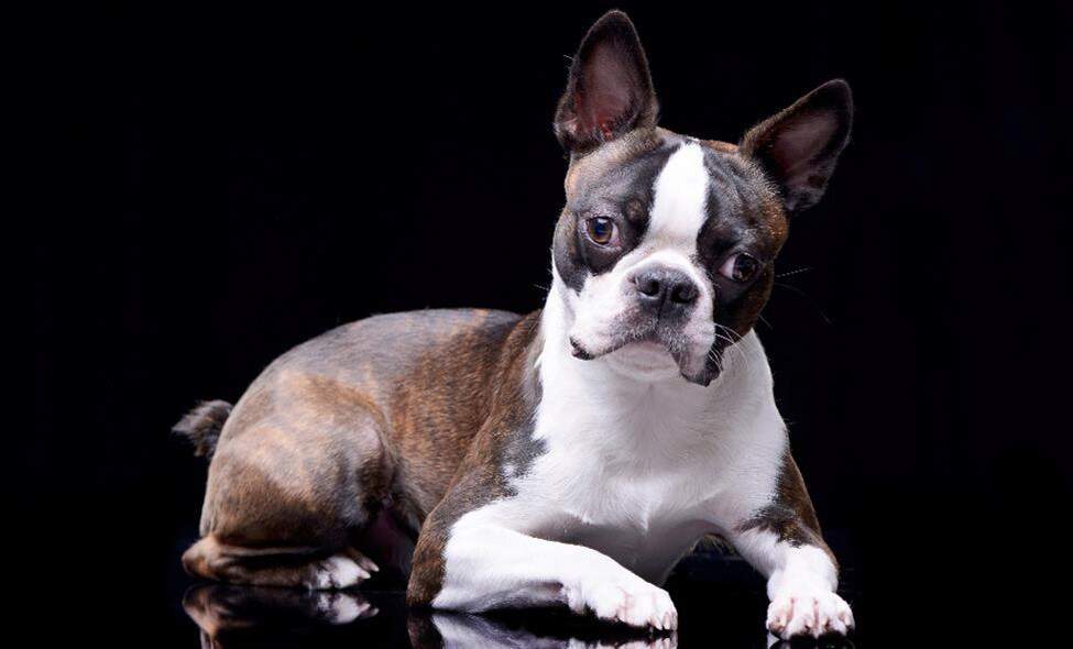 boston-terrier