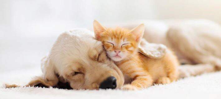 Golden retriever and cat
