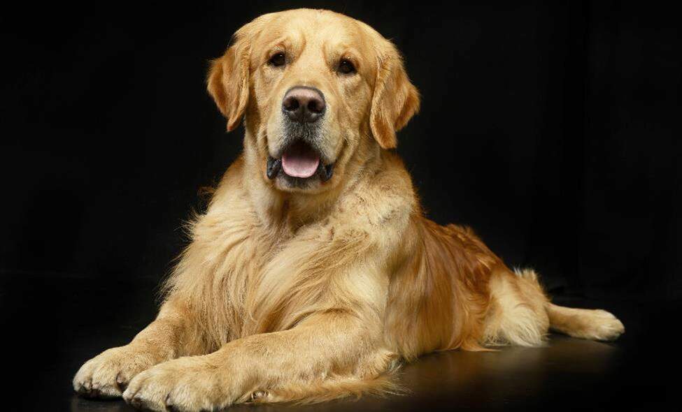 golden-retriever