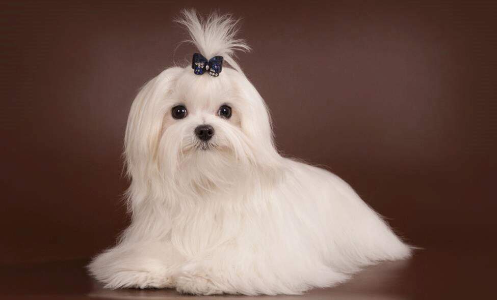 maltese