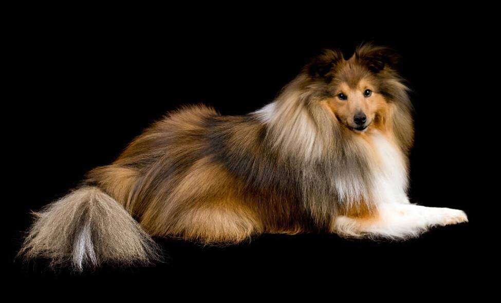 shetland-sheepdog
