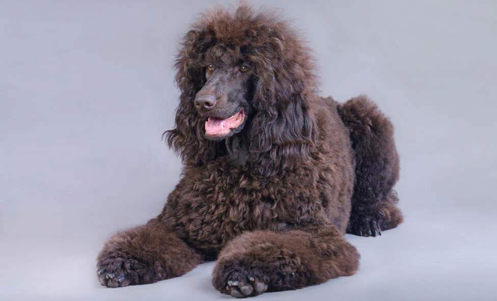 standard-poodle
