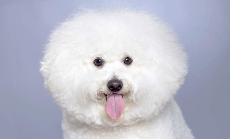 bichon-frise-portrait