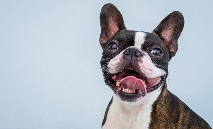 https://www.nylabone.com/-/media/project/oneweb/nylabone/images/dog101/activities-fun/10-great-small-dog-breeds/boston-terrier-portrait.jpg