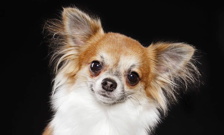 chihuahua-portrait
