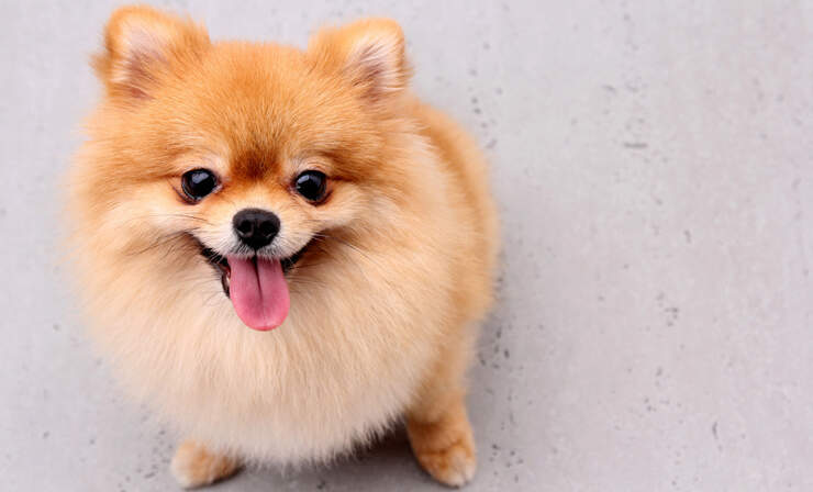 Buy Toy Pom Dogs/Puppies for Sale in Delhi, NCR India