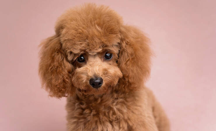 toy-poodle-portrait