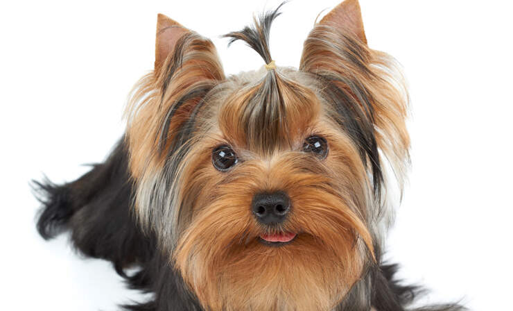yorkshire-terrier