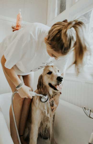 dog getting a bath