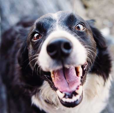 smiling dog