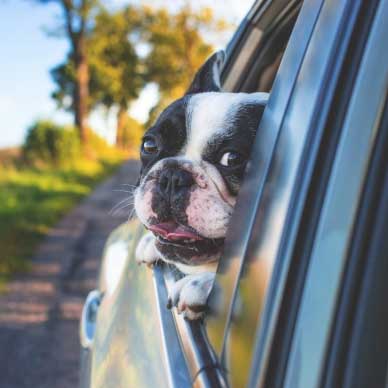 dog in car