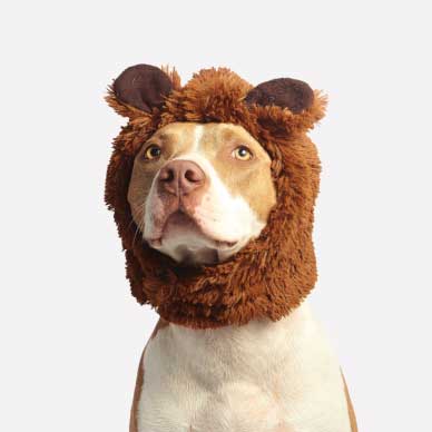dog with a hat on