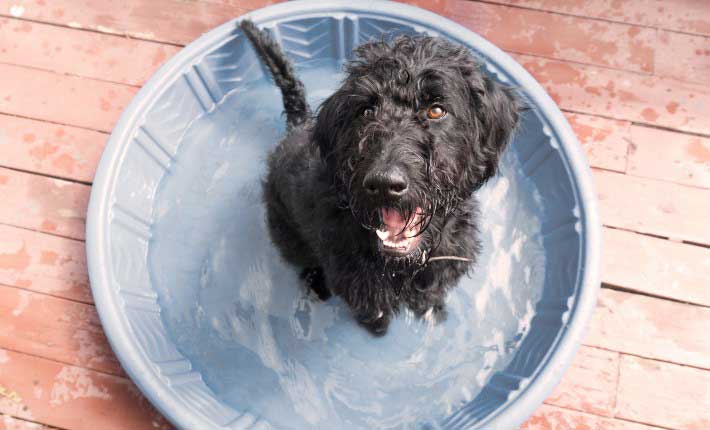 dog-in-kiddie-pool