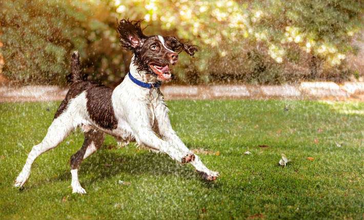 dog-in-sprinkler