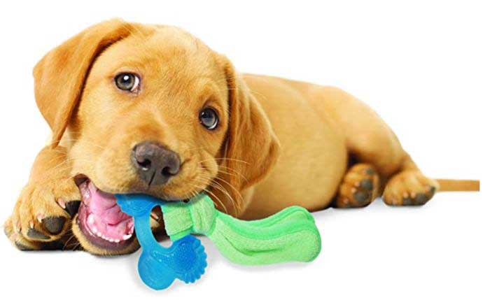 puppy-with-chew-toys