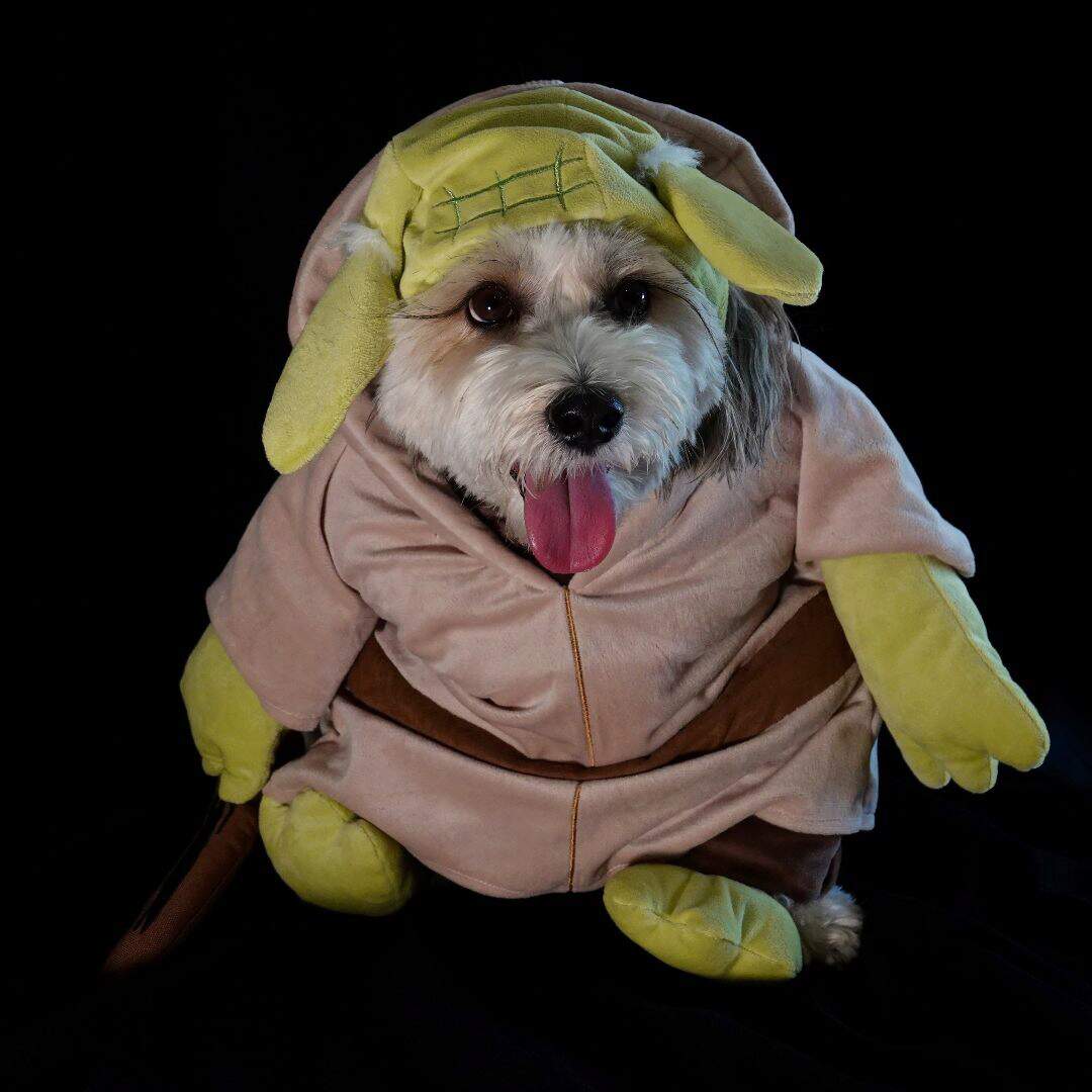 dog-baby-yoda-costume