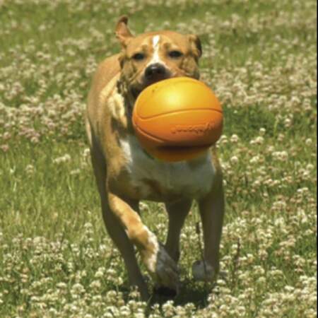 dog-bball-gripz