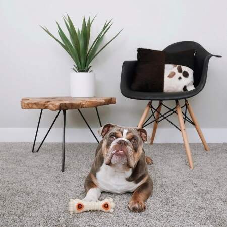 dog-pop-in-treat-toy
