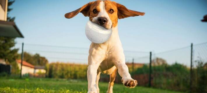 Different types of dog toys cheap