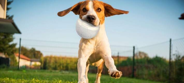 The best dog toys for fetch, chewing and mental stimulation – Let's Pawty