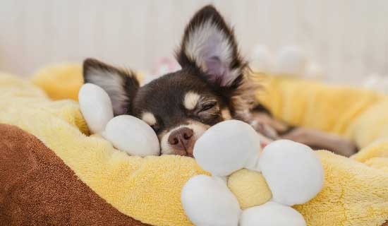 dog resting on cushion