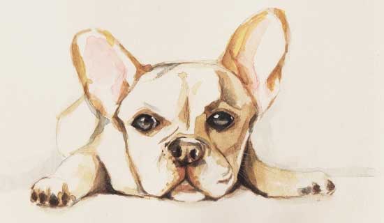 french bulldog portrait