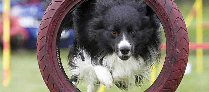 Dog jumping through a tire obstacle.