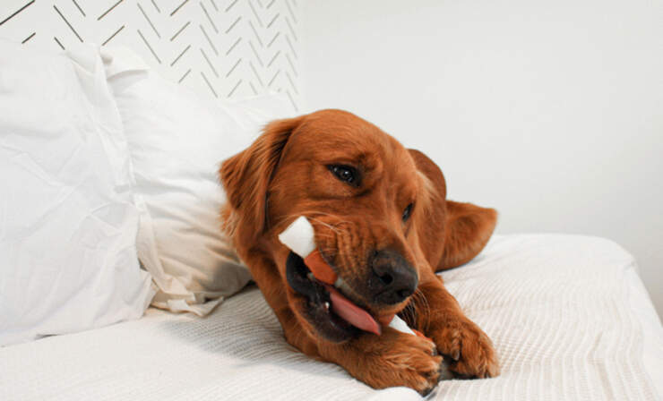 dog-chewing-nylabone-shishkabob