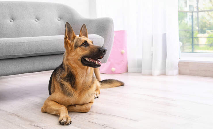 dog-in-living-room