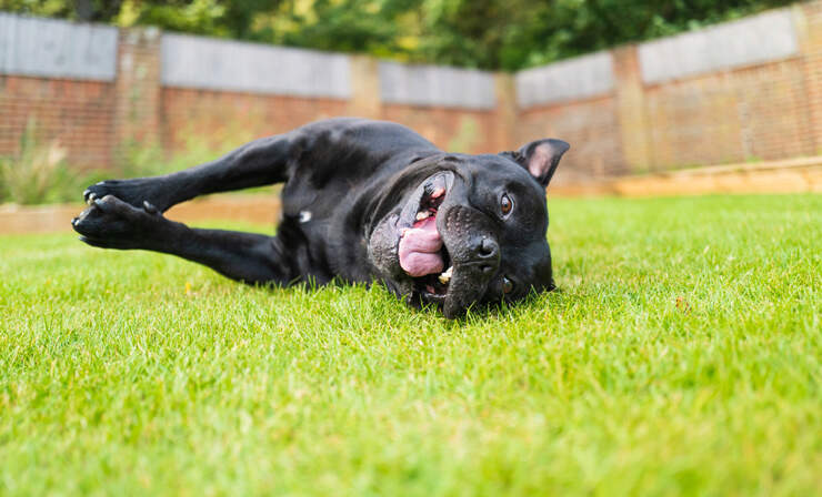 dog-laying-in-grass