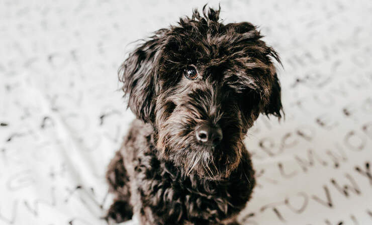 dog-on-bed-sheet