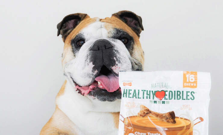 dog-with-healthy-edibles