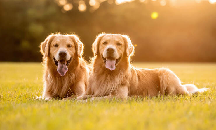 dogs-golden-hour