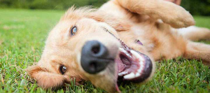 A dog lying on grass with it's mouth open.