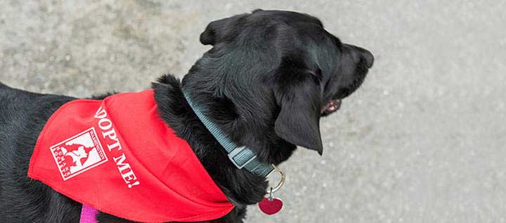 A black dog wearing a red cape that says "Adopt Me!"