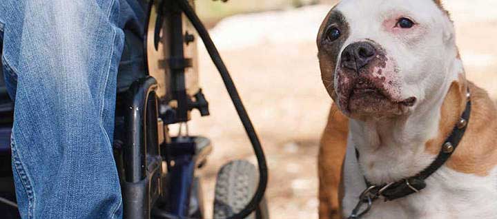 A service dog next to a person in a wheelchair.