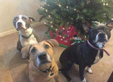 dog-story-of-love