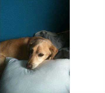 dog-love-story-2-white