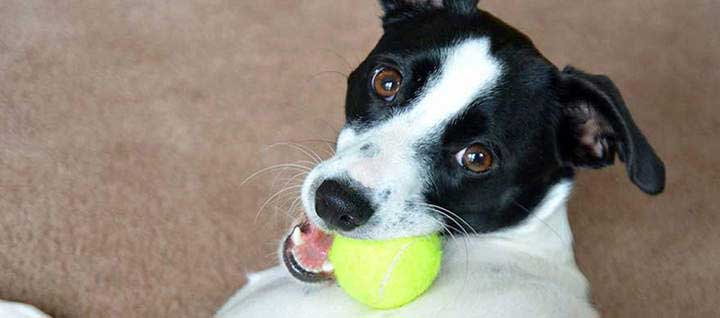 A black and white dog lying on carpet with a tennis ball in it's mouth.