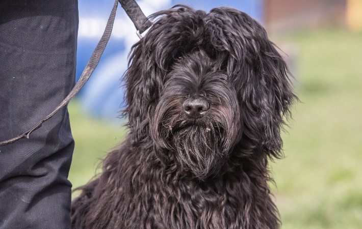 bouvier des flandres on leash