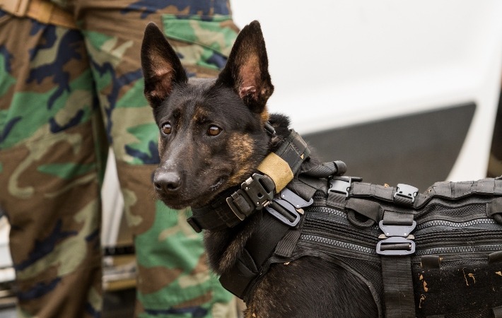 9 Amazing Police Dog Breeds And What They Do Nylabone
