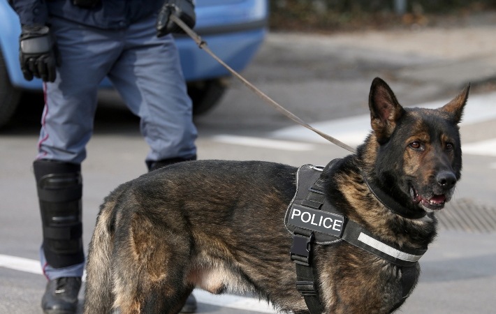 german shepherd police dog