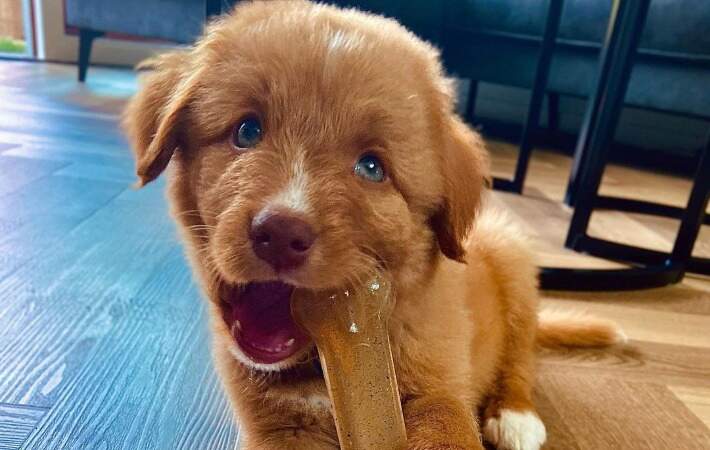 puppy with nylabone chew toy