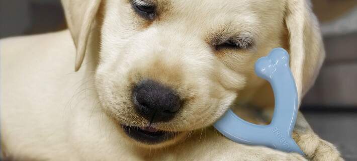 Different types of dog toys shop