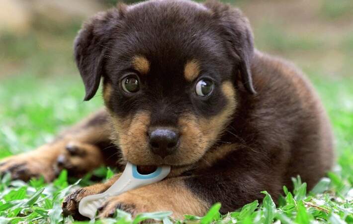 dog with puppy power chew knuckle bone