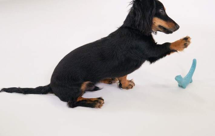 dog playing with Nylabone rexii