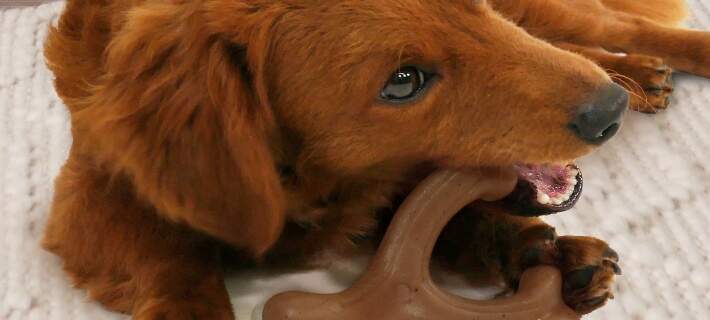 Toys to stop dogs 2025 getting bored