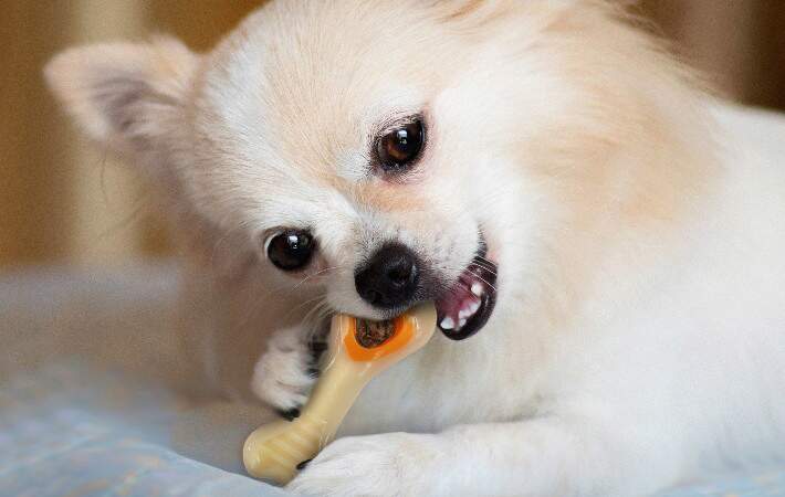 dog chewing nylabone power chew knuckle bone & pop-in treat toy combo