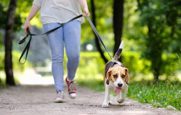  woman walking beagle