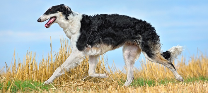 black and white borzoi dog running in a field